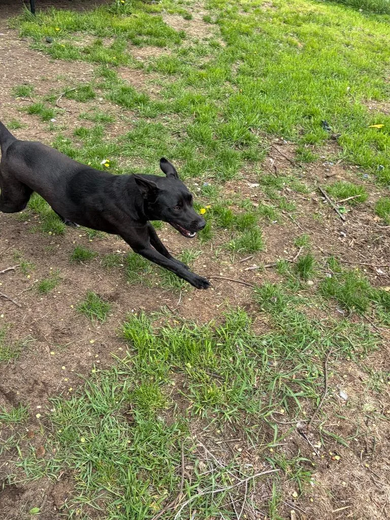 Remi Courtesy Listing