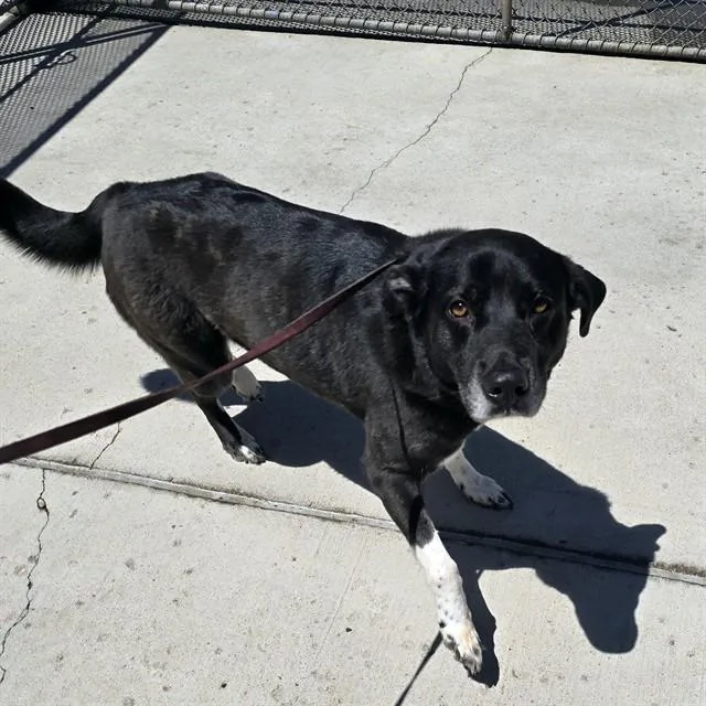 An adult medium-sized female Australian Cattle Dog / Blue Heeler dog named Juliene for adoption in Denver, CO