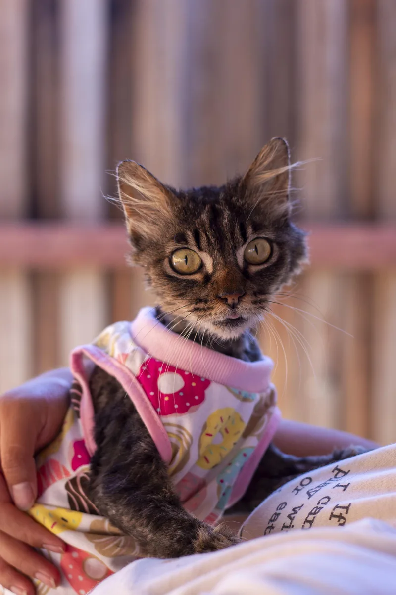 A senior small-sized female Domestic Long Hair cat named Phoenix for adoption in Elk Grove, CA