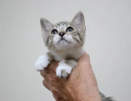A baby small-sized female Domestic Short Hair cat named Sausage and Potatoes for adoption in Brunswick, GA