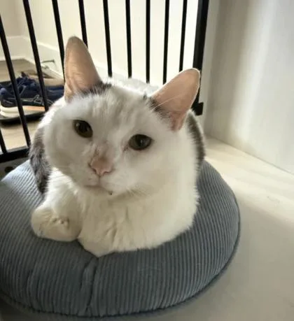 A baby small-sized male Domestic Short Hair cat named Goten for adoption in Fairfax, VA