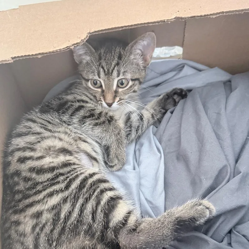 A baby medium-sized male Tabby (Brown / Chocolate) Domestic Short Hair cat named Harrison for adoption in Hollywood, FL
