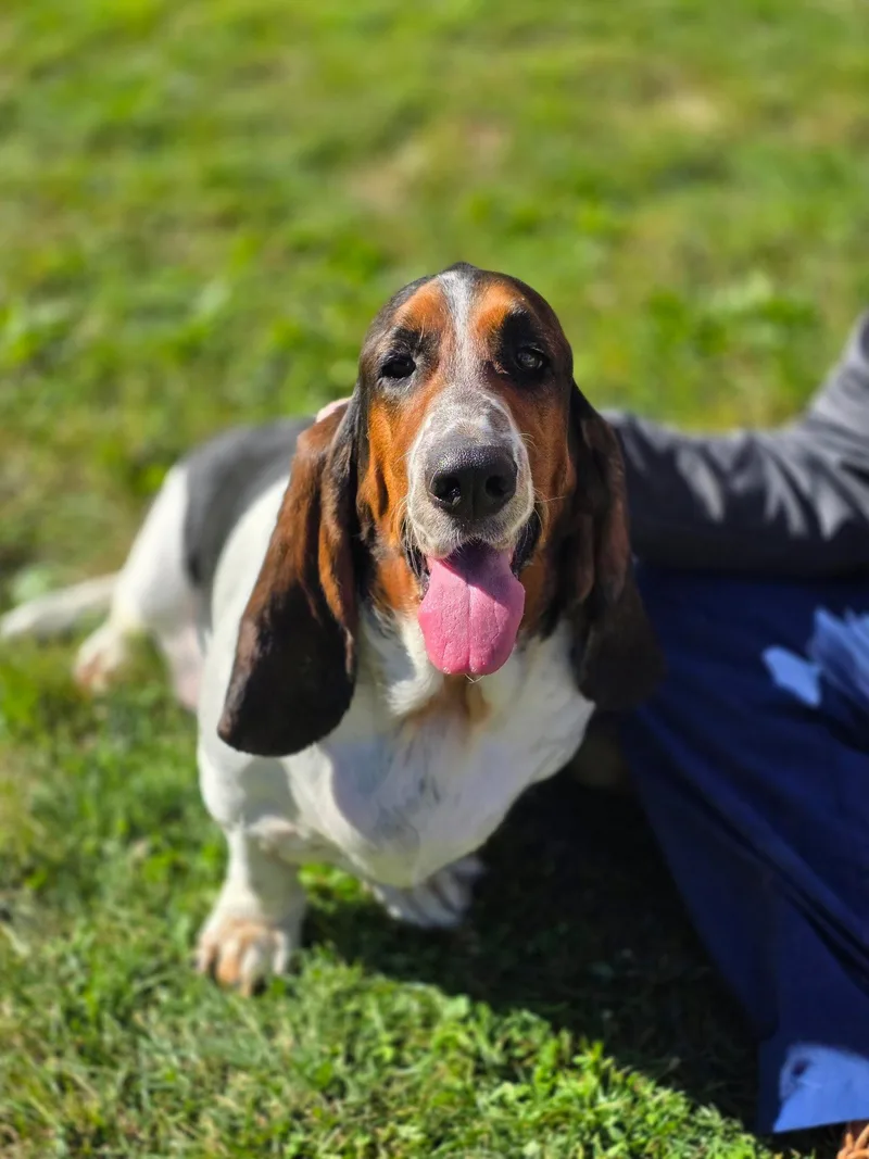 An adult medium-sized female Basset Hound dog named Lulu for adoption in Brookville, OH