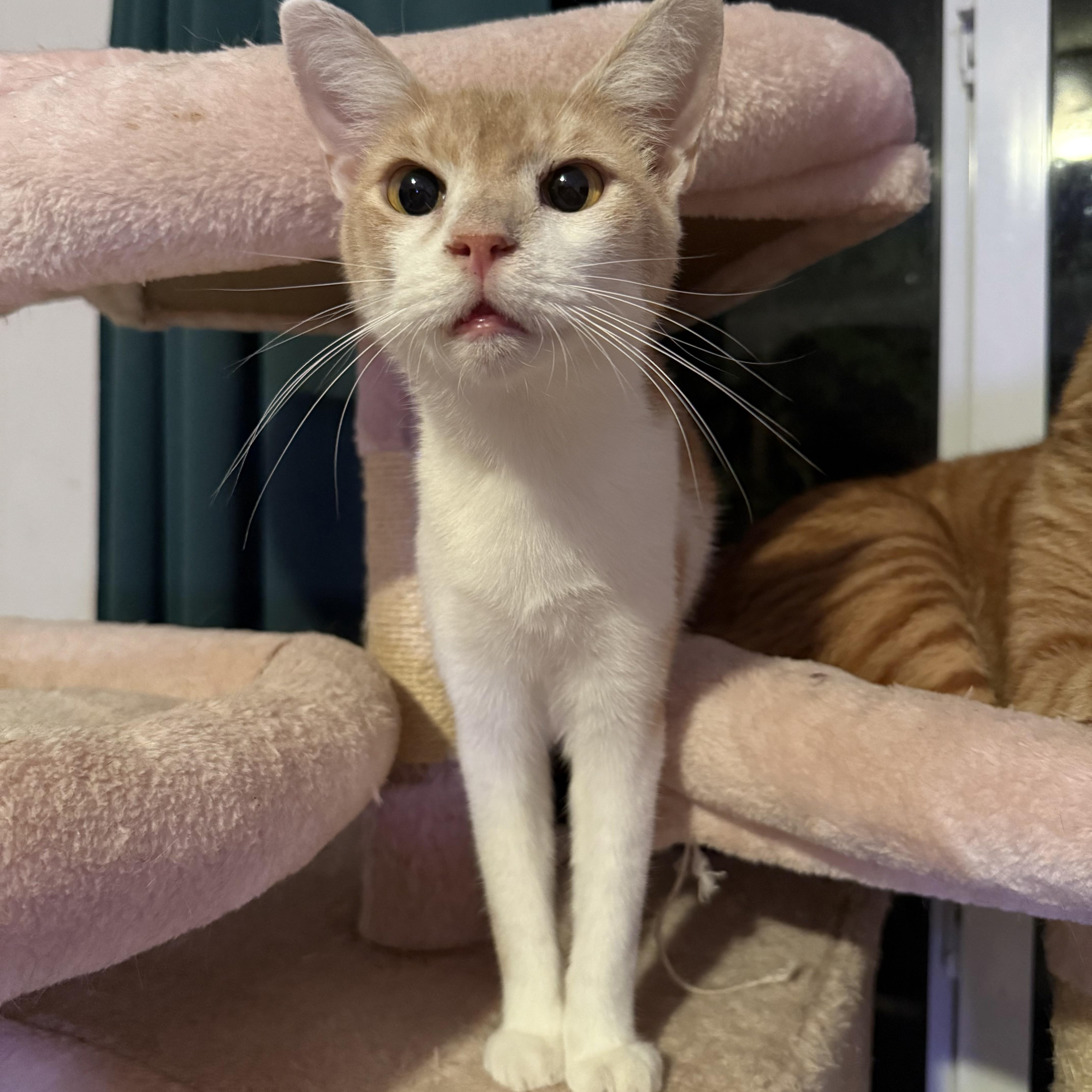 A young medium-sized male Domestic Short Hair cat named Dunkin for adoption in Miami, FL