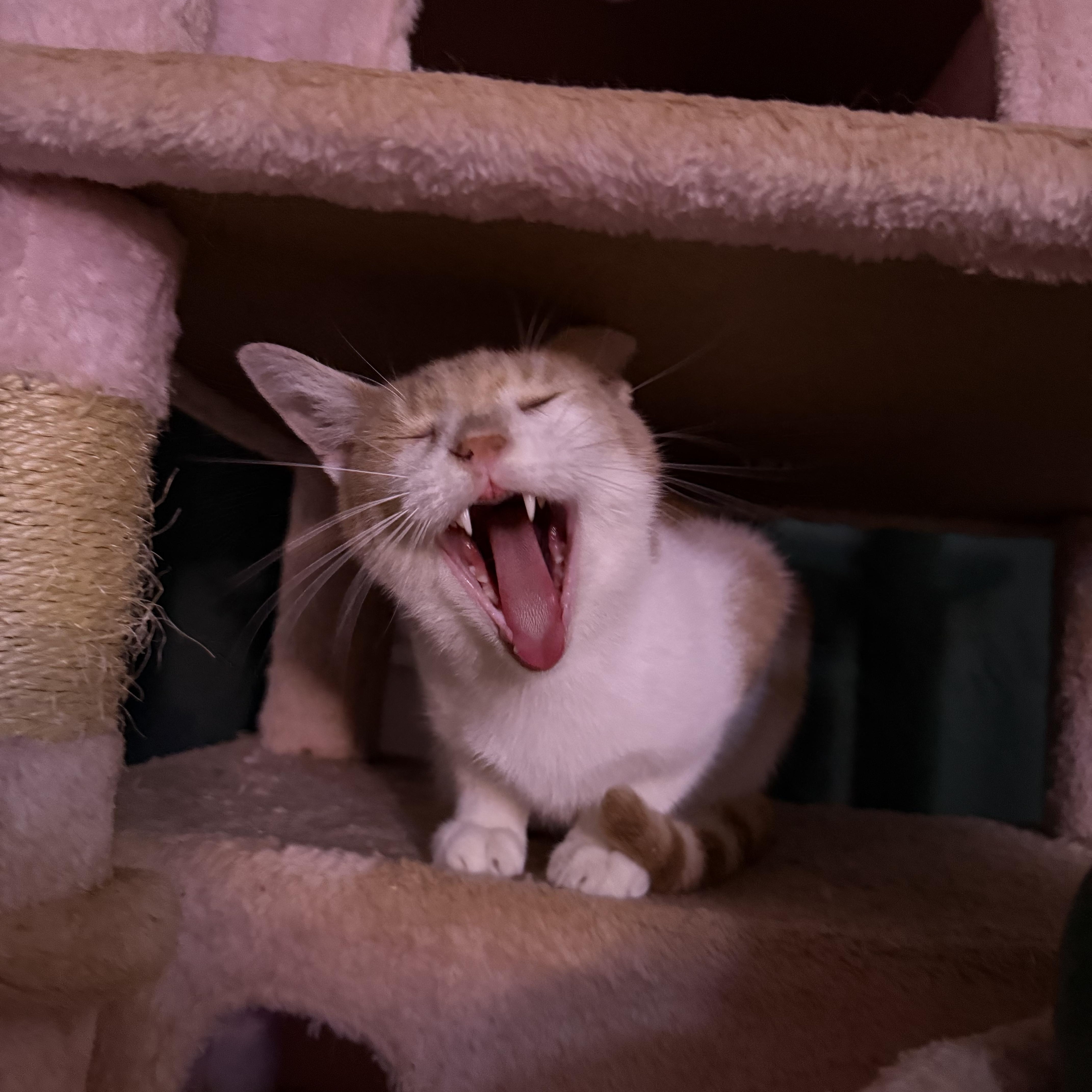 Dunkin thumbnail 3