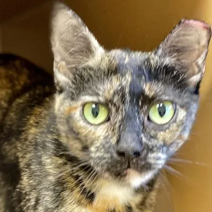 An adult small-sized female Domestic Short Hair cat named The Weekend for adoption in Burlington, WA