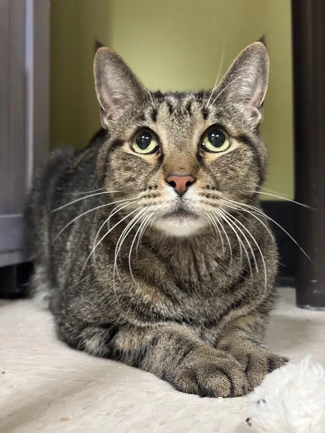 A senior medium-sized male Tabby (Brown / Chocolate) Domestic Short Hair cat named Koi for adoption in The Colony, TX