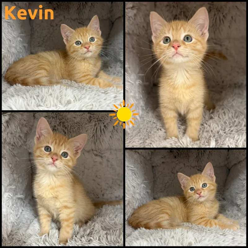 A baby small-sized male Tabby (Orange / Red) Domestic Short Hair cat named Kevin for adoption in Louisville, KY