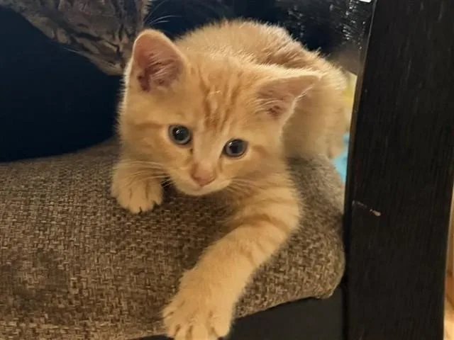 A baby small-sized male Domestic Short Hair cat named Cheddar for adoption in Statesville, NC