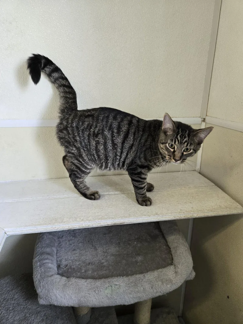 A young medium-sized male Tabby cat named Goose for adoption in Maquoketa, IA