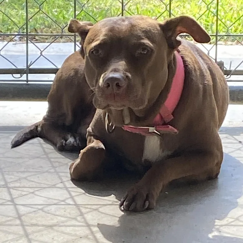 An adult medium-sized female Red / Chestnut / Orange Pit Bull Terrier dog named Sugar for adoption in Melrose, FL