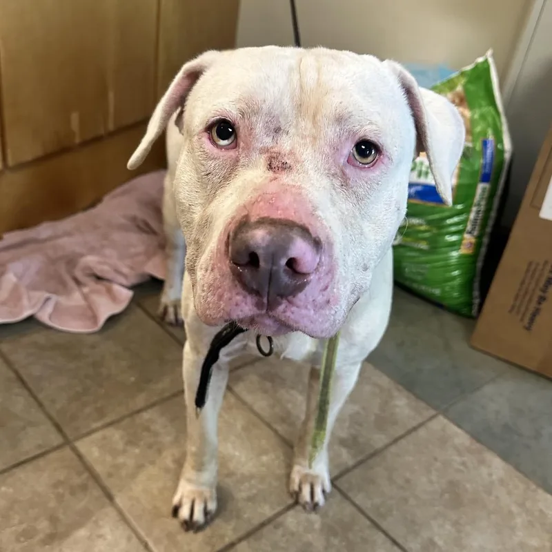 A senior large-sized male White / Cream Mixed Breed dog named Arlo for adoption in Chattanooga, TN