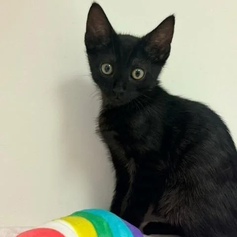 A baby small-sized male Black Domestic Short Hair cat named Honey Bun for adoption in Hawthorne, CA