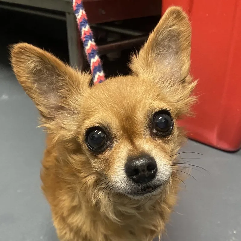 A senior small-sized male Yellow / Tan / Blond / Fawn Mixed Breed dog named Papito for adoption in Allentown, PA