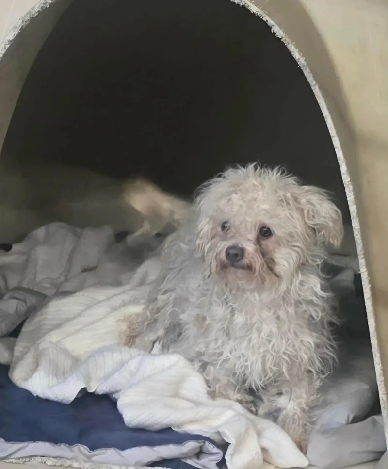 A young medium-sized female Standard Poodle dog named Dolly for adoption in Windsor, CO