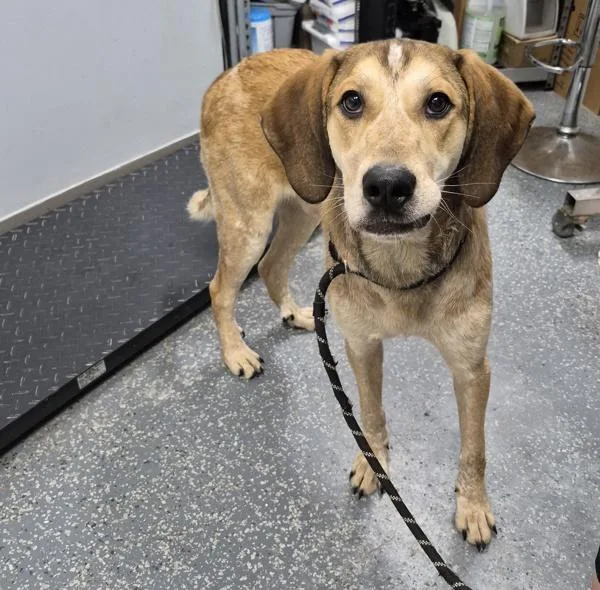 An adult large-sized male Hound dog named Harris for adoption in Morristown, TN