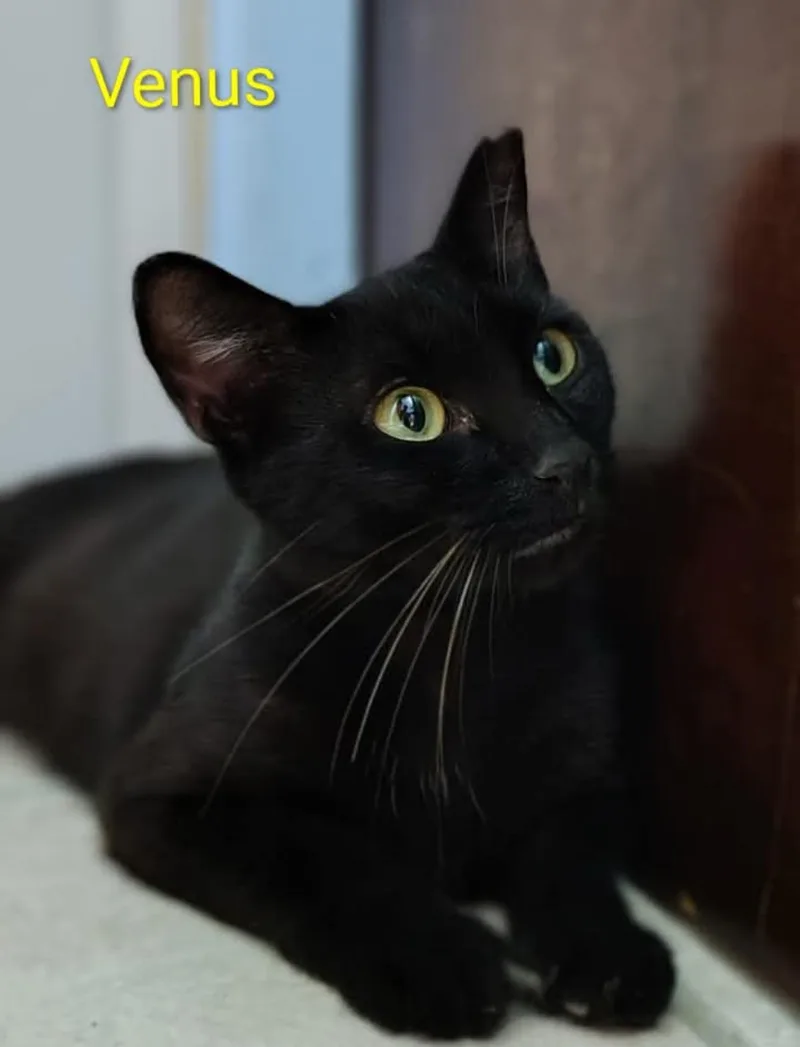 A young medium-sized female Black Domestic Short Hair cat named Venus for adoption in San Juan, PR