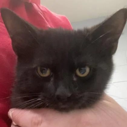 A baby small-sized male Domestic Short Hair cat named Nougats for adoption in Cincinnati, OH
