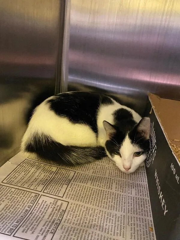 An adult medium-sized male Black & White / Tuxedo Domestic Short Hair cat named Buttermilk for adoption in Jackson, TN