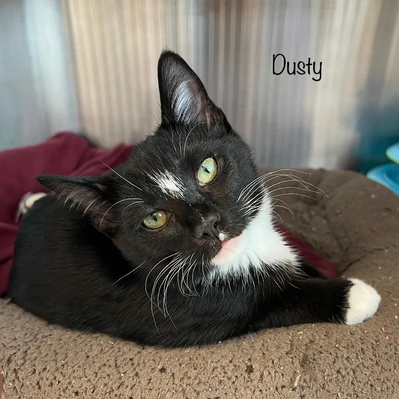 A young medium-sized male Domestic Short Hair cat named Dusty for adoption in Knoxville, TN