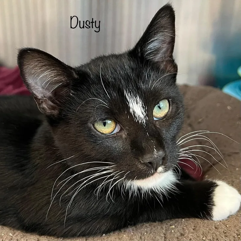 Dusty thumbnail 2