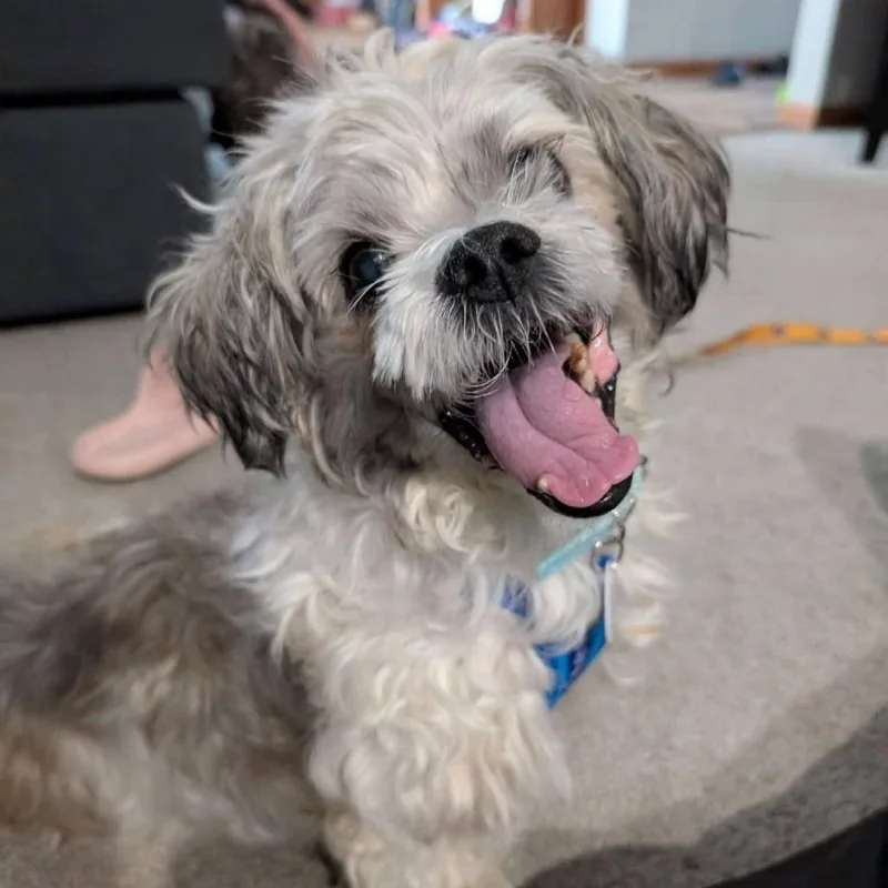 A senior small-sized male White / Cream Shih Tzu dog named Odie for adoption in Normal, IL