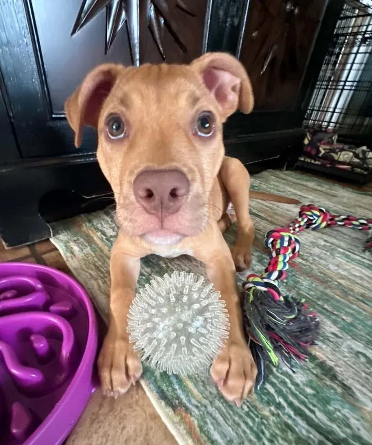 A baby medium-sized female Pit Bull Terrier dog named Aster for adoption in Osteen, FL