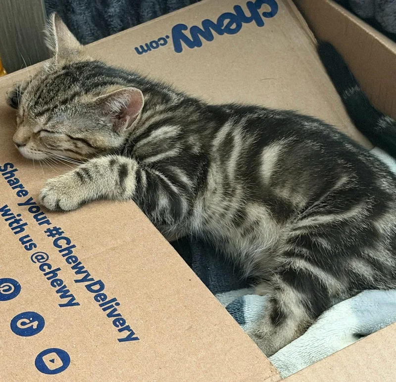 A baby medium-sized female Domestic Short Hair cat named Valhalla for adoption in Honeoye, NY