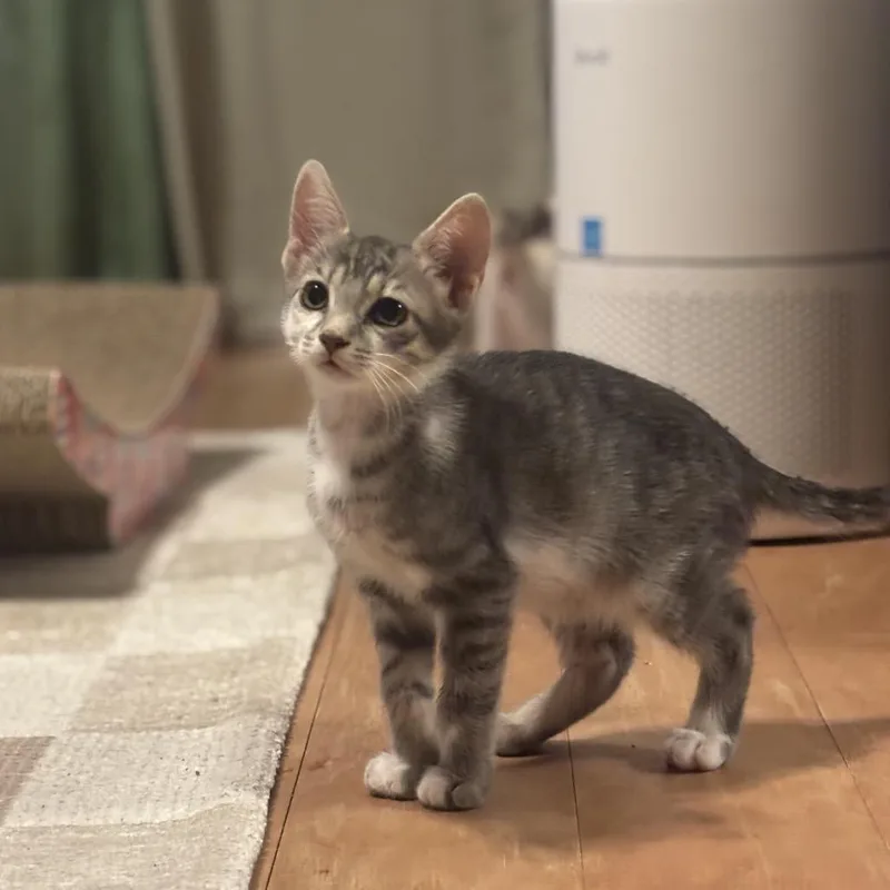 A baby small-sized male Gray / Blue / Silver Domestic Short Hair cat named Chatterbox for adoption in Tustin, CA