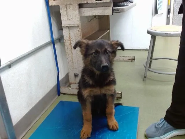 A baby large-sized male German Shepherd Dog dog named Walker for adoption in Brookfield, CT