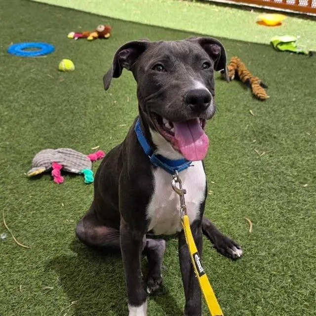 A young small-sized male Pit Bull Terrier dog named Duncan Idaho for adoption in Las Vegas, NV