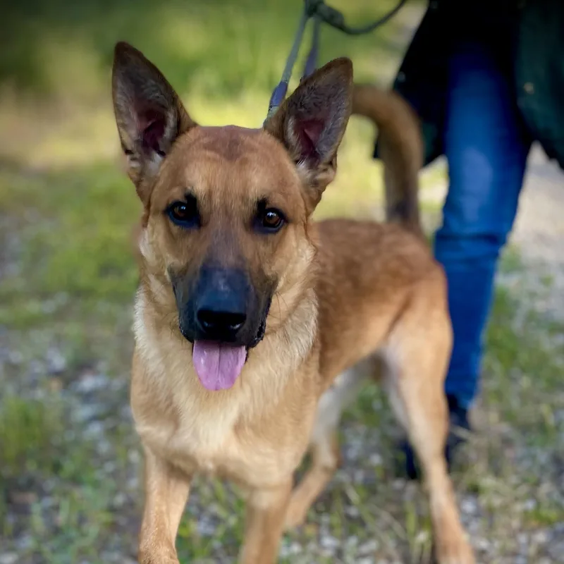A young medium-sized male Belgian Shepherd / Malinois dog named Theo for adoption in San Andreas, CA