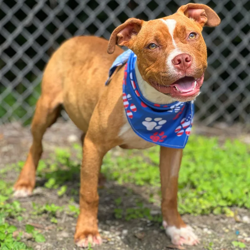 A young medium-sized male Red / Chestnut / Orange American Bully dog named Pico for adoption in Madisonville, TX