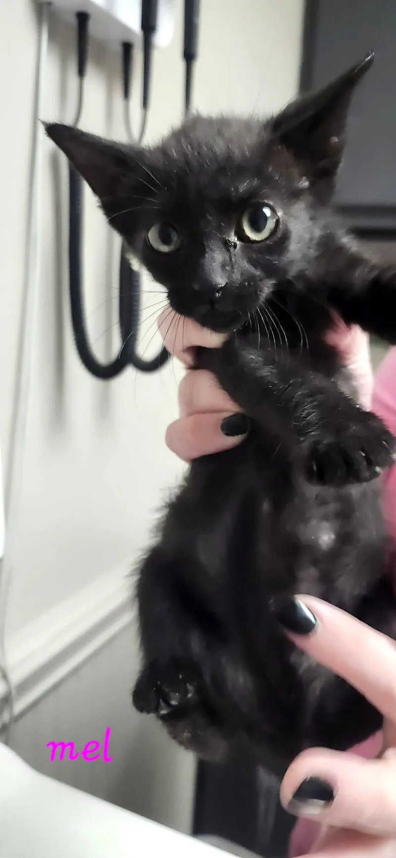 A baby small-sized female Black Domestic Short Hair cat named Mel C Klein for adoption in Saunderstown, RI