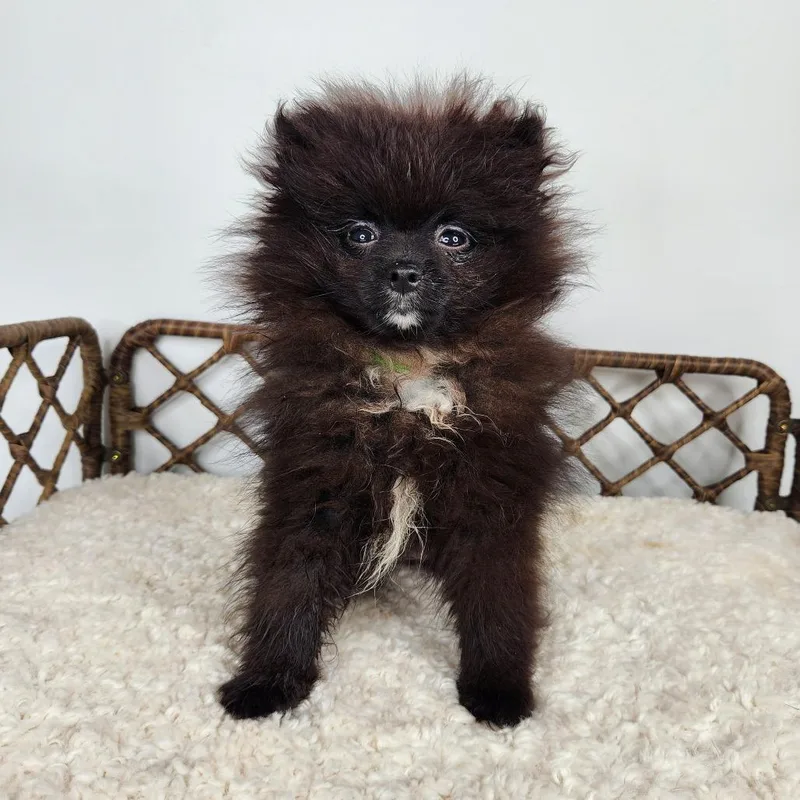 A baby small-sized female Black Pomeranian dog named Dorothy for adoption in Fort Wayne, IN