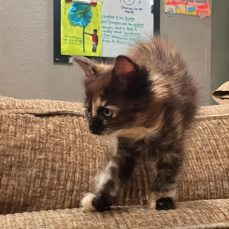 A baby small-sized female Tortoiseshell Domestic Medium Hair cat named Rosemary for adoption in Brea, CA