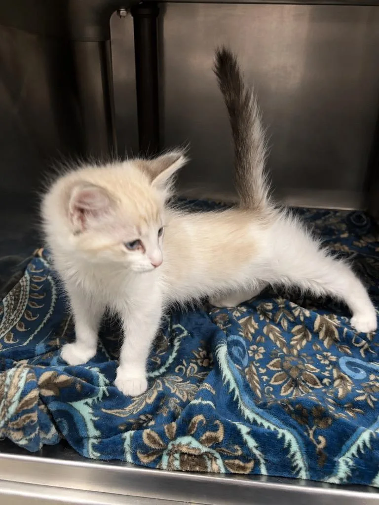 A baby medium-sized female Domestic Medium Hair cat named Ticklemore for adoption in Fort Lupton, CO