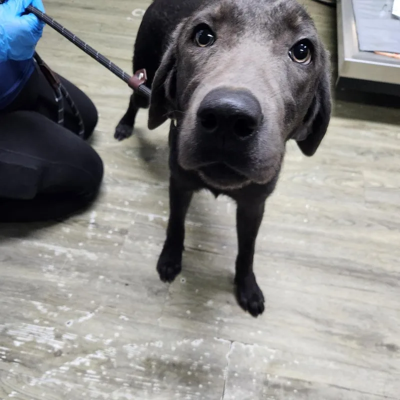 A young medium-sized female Gray / Blue / Silver Mixed Breed dog named Merci for adoption in Summerville, SC