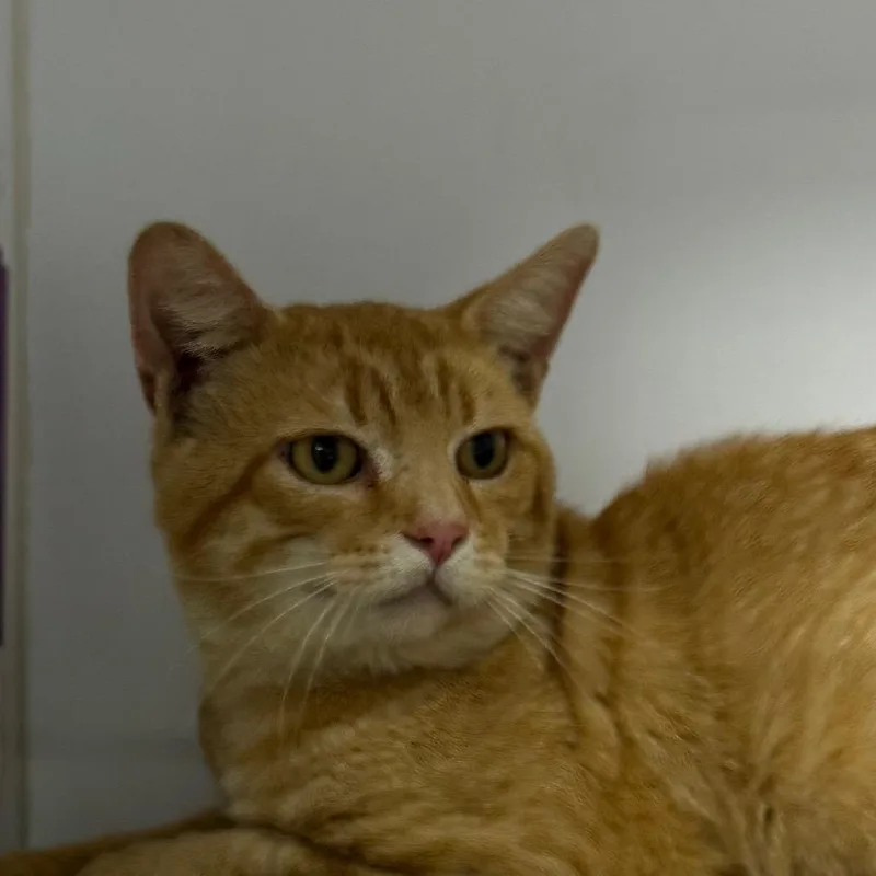 An adult large-sized male Orange / Red Domestic Short Hair cat named Ronnie for adoption in Kennebunk, ME
