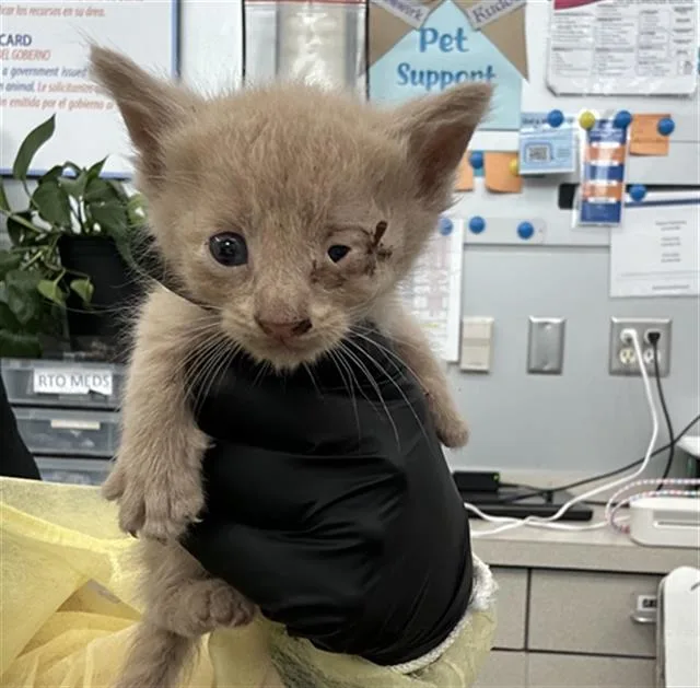 A baby medium-sized male Domestic Short Hair cat named Ronaldo for adoption in Dallas, TX