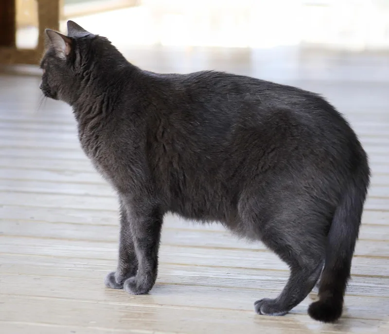 A young large-sized male Domestic Short Hair cat named Archie for adoption in North Fort Myers, FL