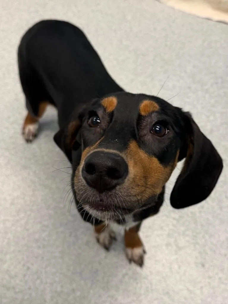 A baby medium-sized male Hound dog named Beetle for adoption in Frankfort, KY
