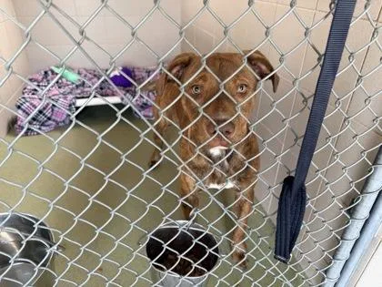 A baby medium-sized male Pit Bull Terrier dog named Bruno for adoption in Woodbury, MN