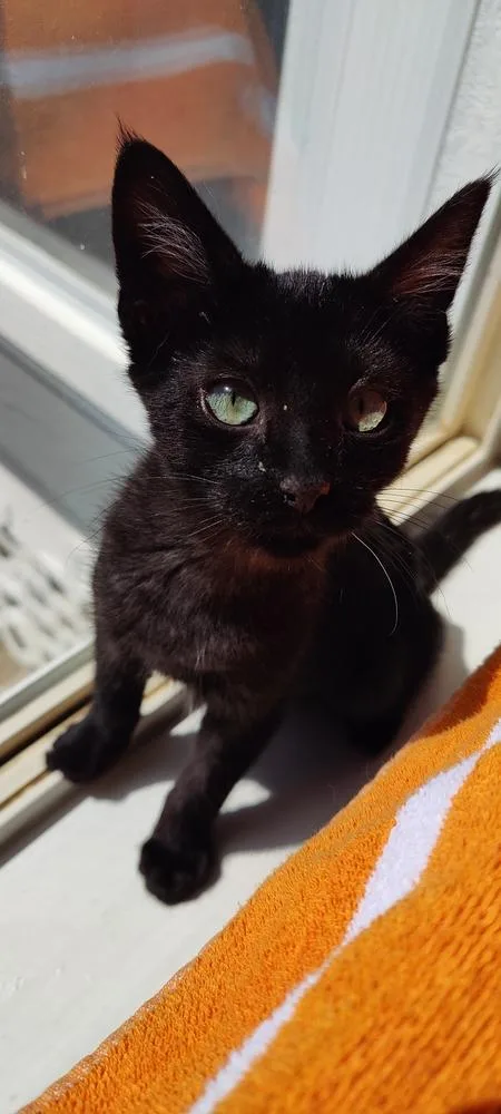 A baby medium-sized female Black Domestic Short Hair cat named Sherrie for adoption in Lafayette, CO