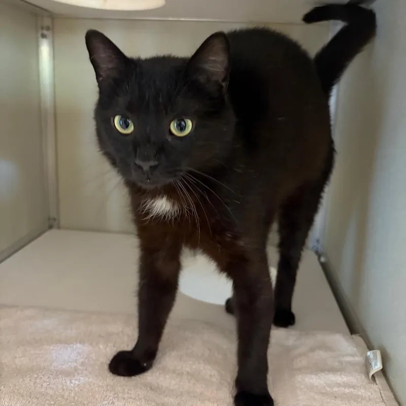 An adult medium-sized male Black Domestic Short Hair cat named Blackbeard for adoption in Chesapeake, VA