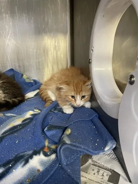 A baby small-sized male Domestic Medium Hair cat named Andy for adoption in Stockton, CA