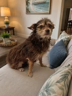 A young small-sized male Brown / Chocolate Cairn Terrier dog named Theo for adoption in Tifton, GA