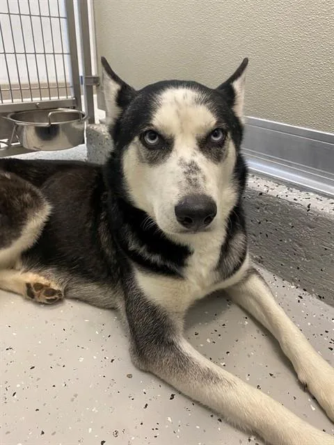An adult large-sized female Siberian Husky dog named Oreo for adoption in Forney, TX