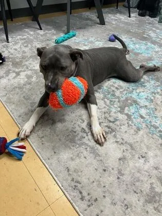 A senior large-sized female Mixed Breed dog named Nova for adoption in Cincinnati, OH