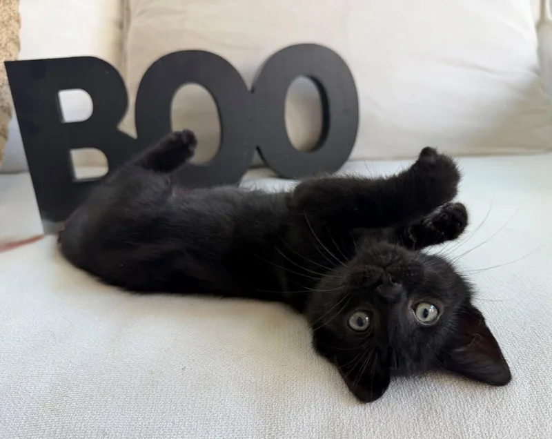 A young medium-sized female Black Domestic Short Hair cat named Boo for adoption in Nashville, TN